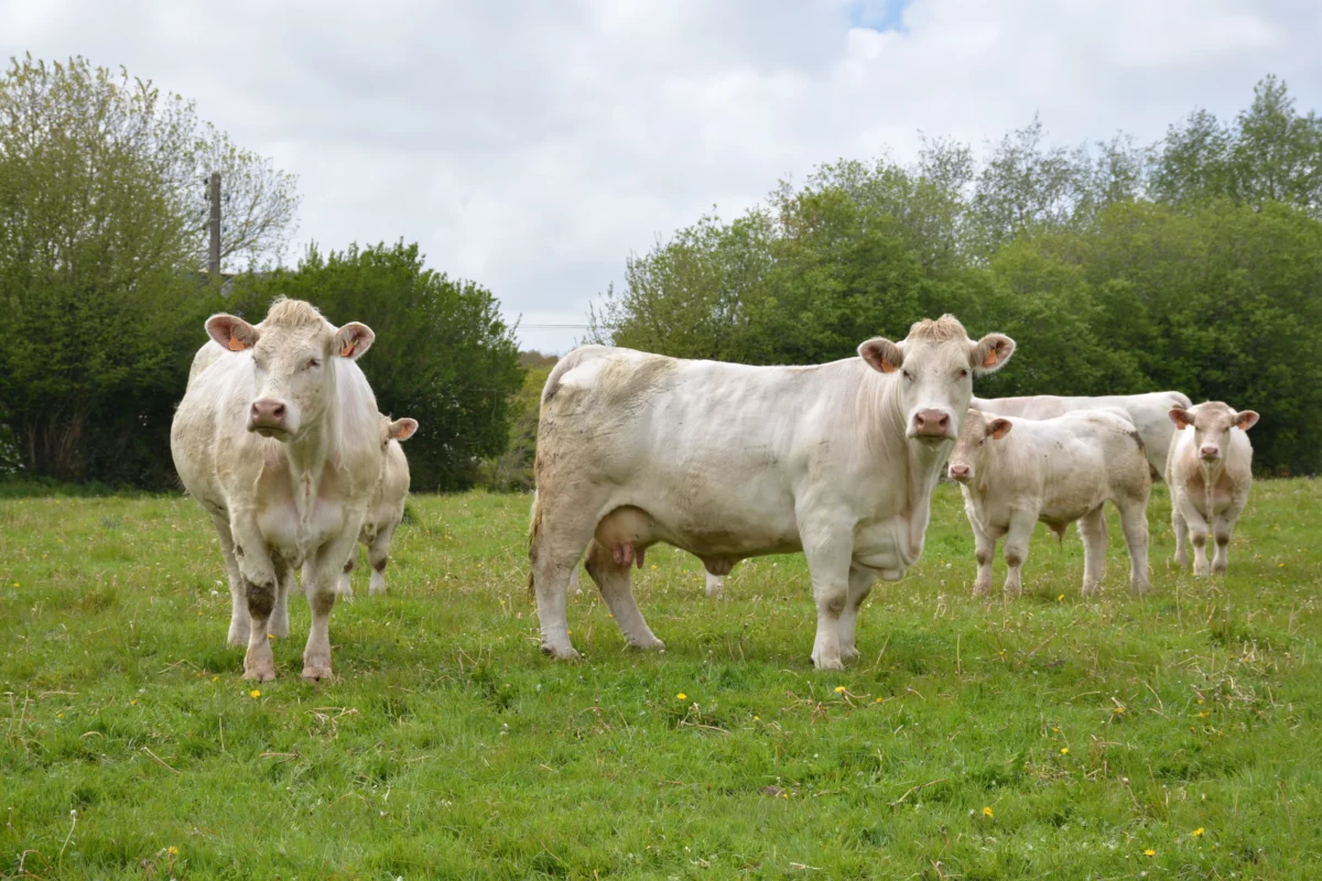 Vaches charolaises avec leurs veaux - Illustration La reproduction des vaches allaitantes fait la production