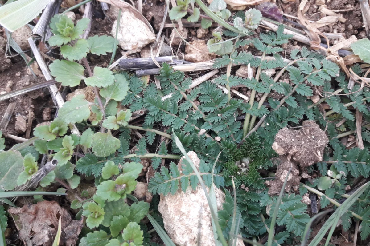 erodium feuilles cigues terresinovia - Illustration Désherbage en post-levée sur dicotylédones :stratégies et rattrapage