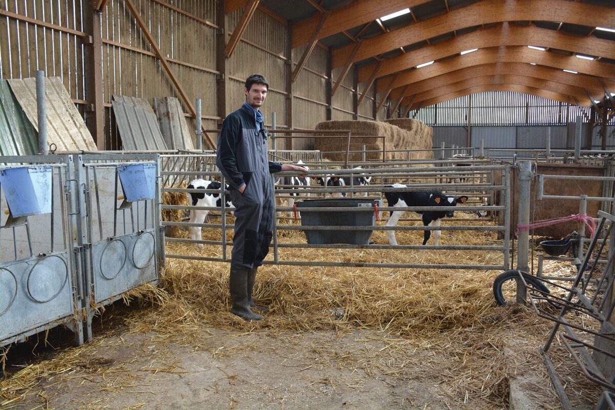 18010.hr - Illustration Peser les veaux pour des croissances optimisées