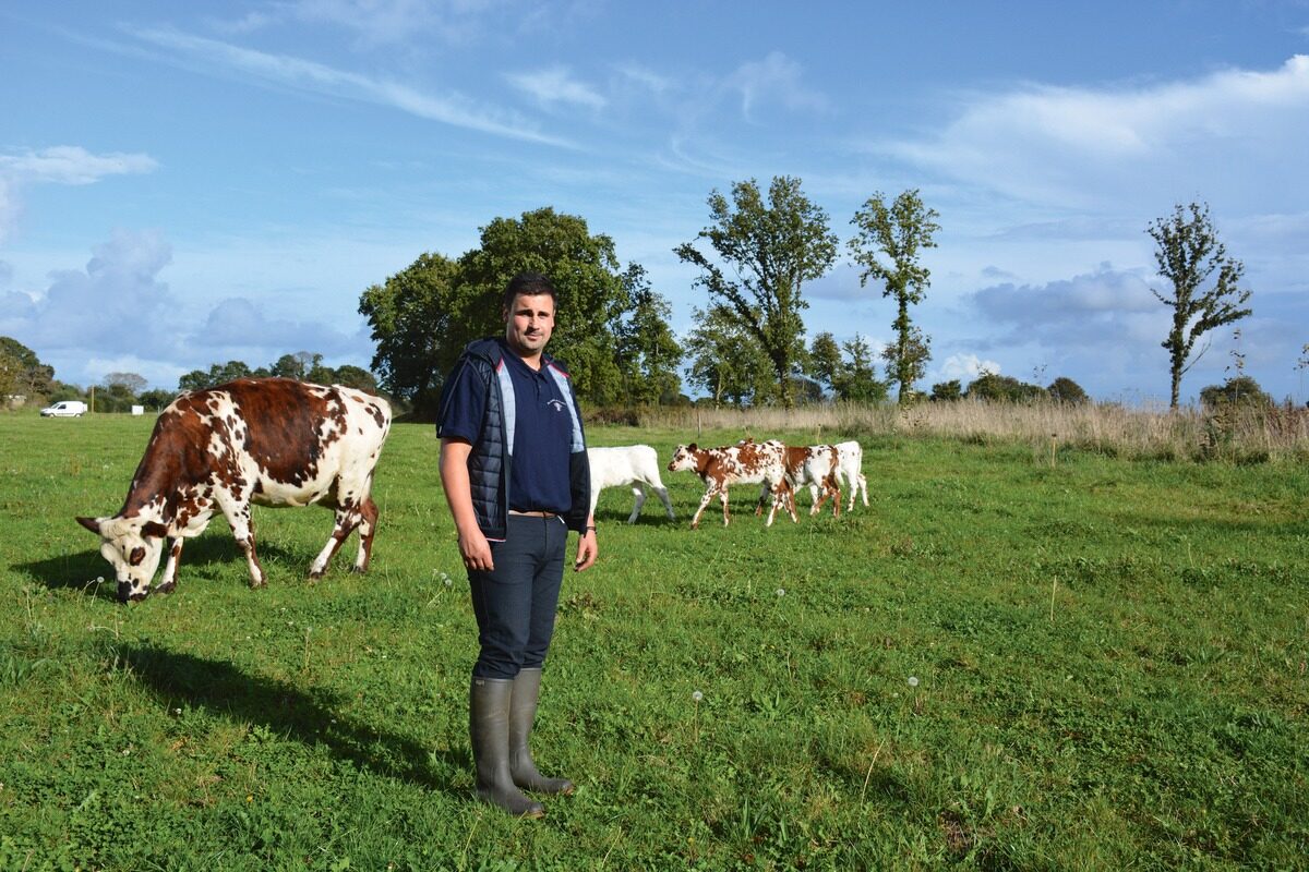 18050.hr - Illustration Des vaches nourrices pour améliorer l’âge au premier vêlage