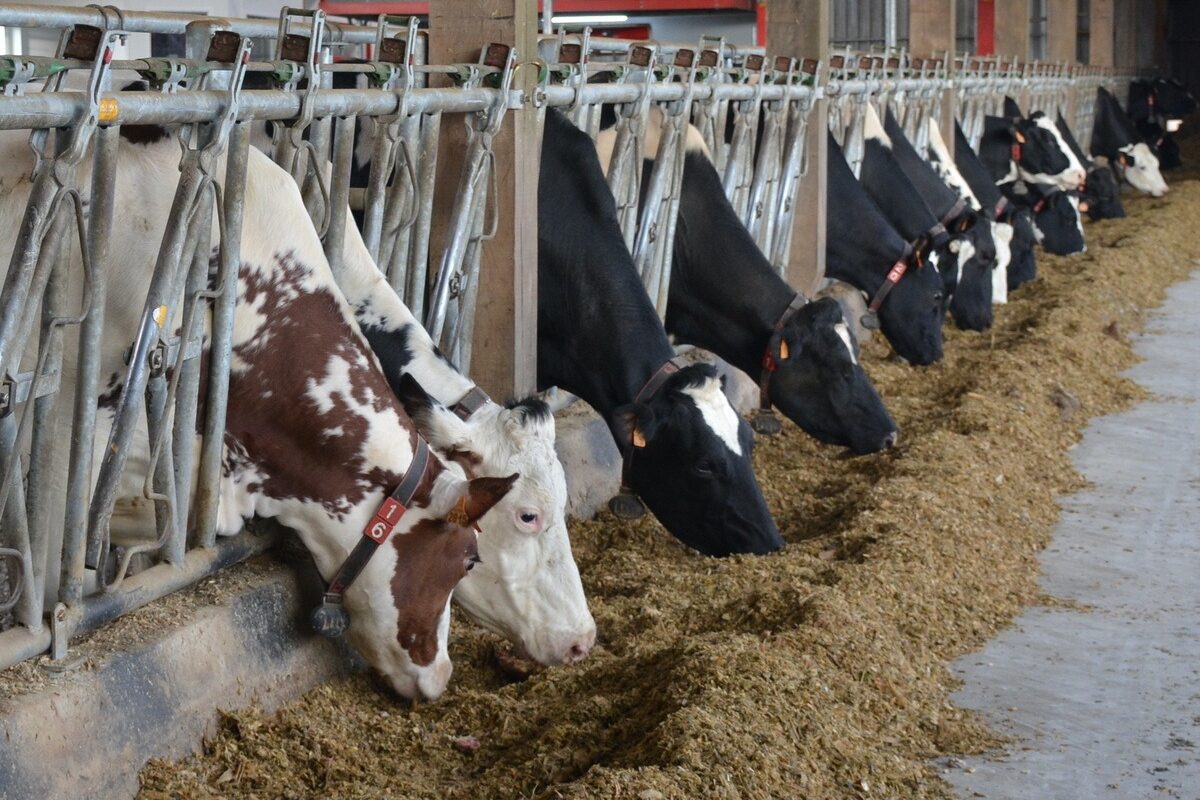 18113.hr - Illustration Un bon cru 2023 pour le maïs ensilage