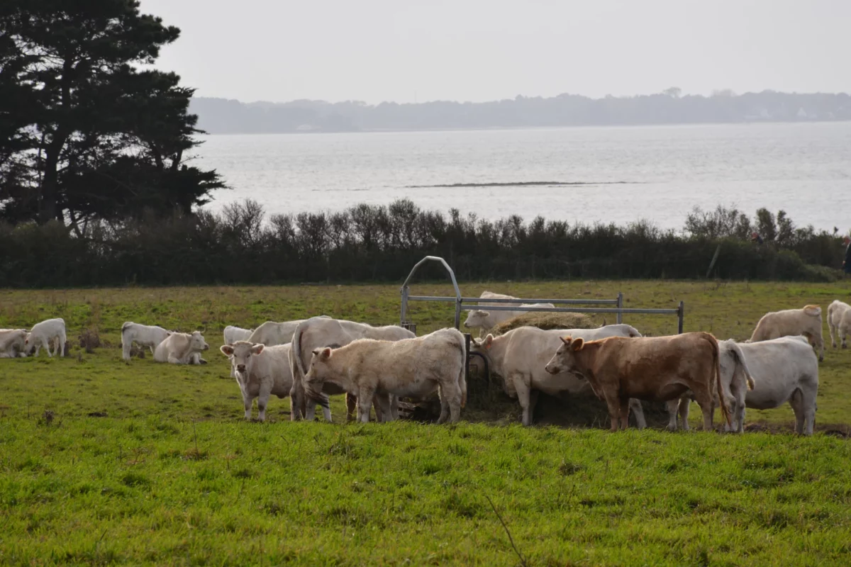 dsc 5036 - Illustration Des îles à la recherche d’autonomie alimentaire