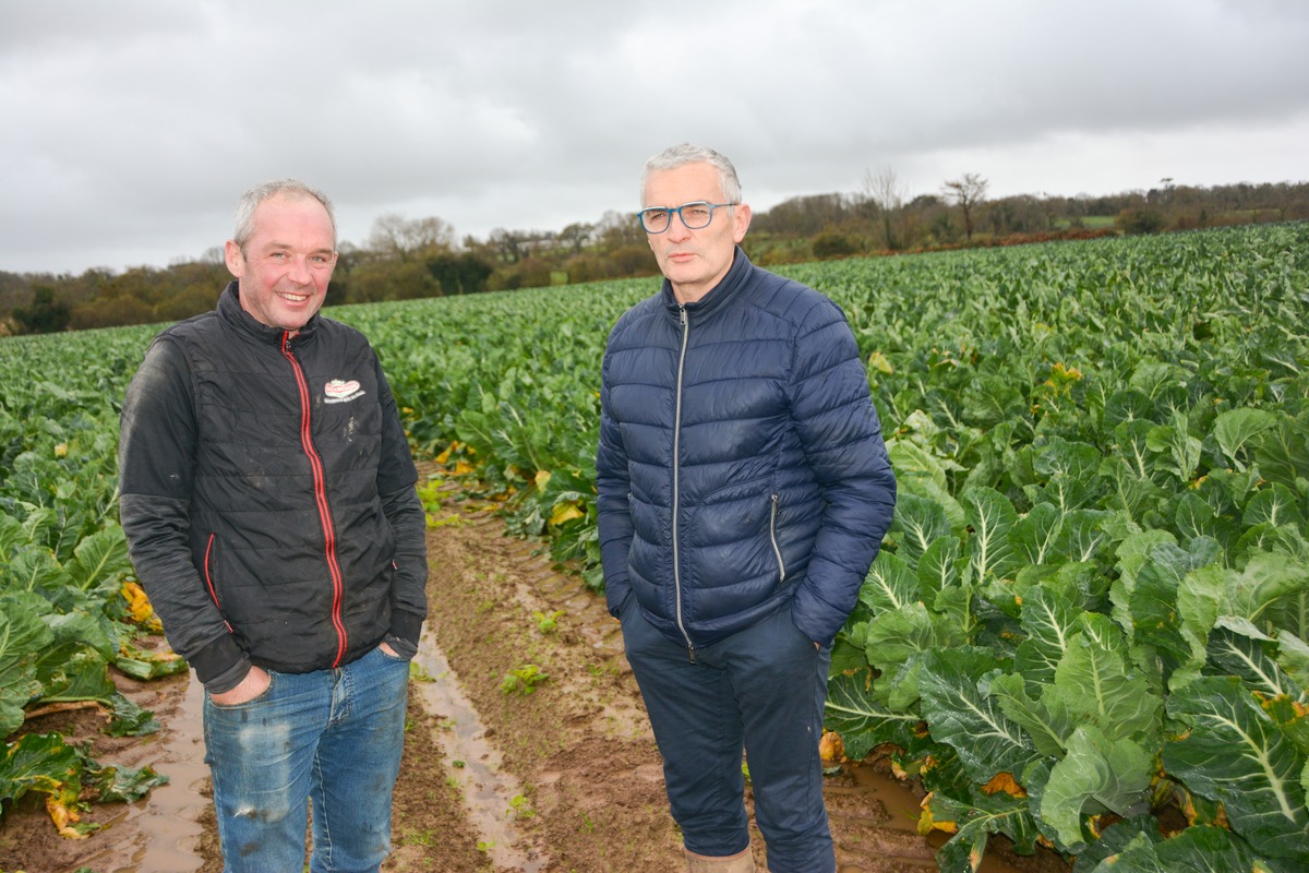 March Du Chou Fleur La Demande De Leurope Reste Sur Sa Faim Journal Paysan Breton