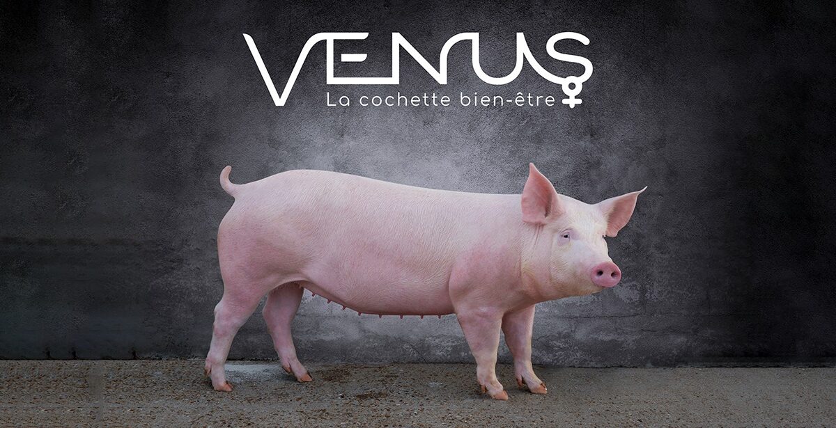 venus cochette axiom - Illustration Vénus : la cochette « bien-être » Axiom a fait ses preuves !