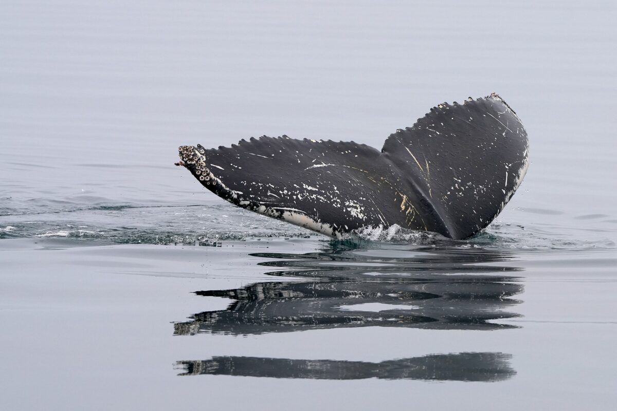 whale 8274339 1920 - Illustration La chasse à la baleine, pièce de l’histoire de Madère