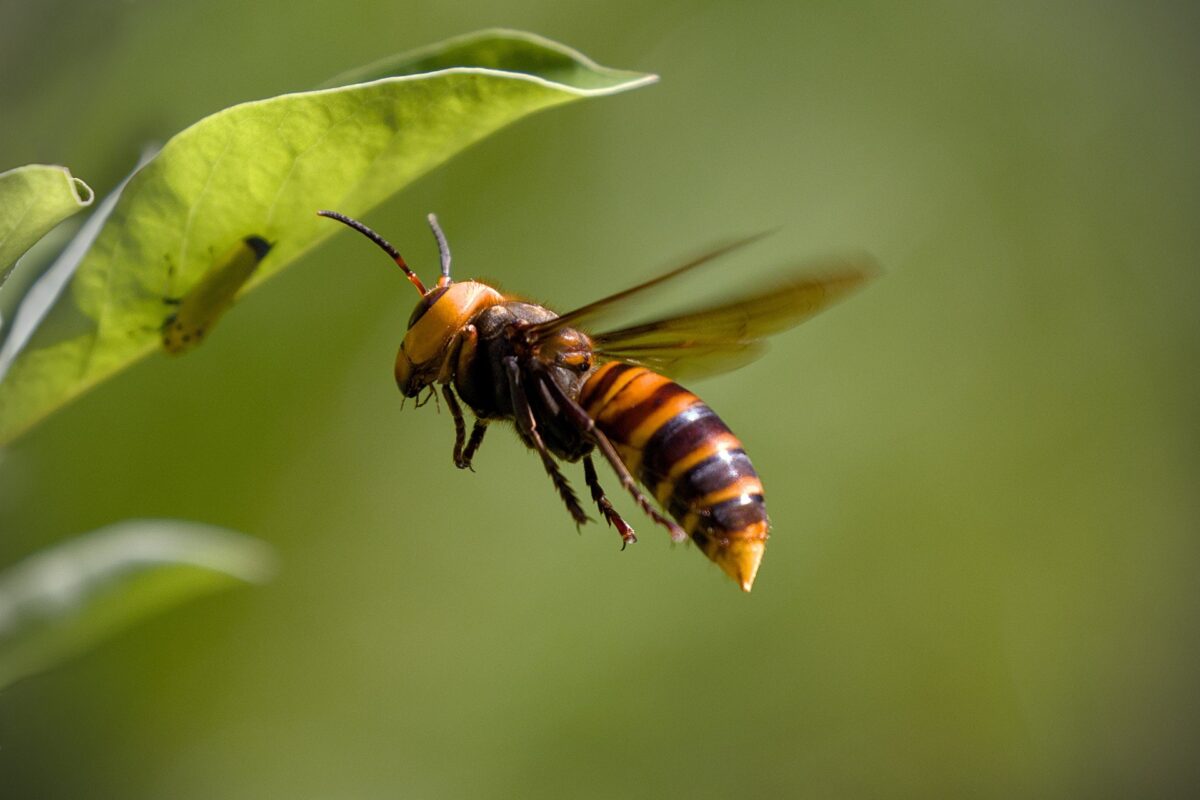 asian giant hornet 8335577 1920 - Illustration Devenir piégeur volontaire de frelons