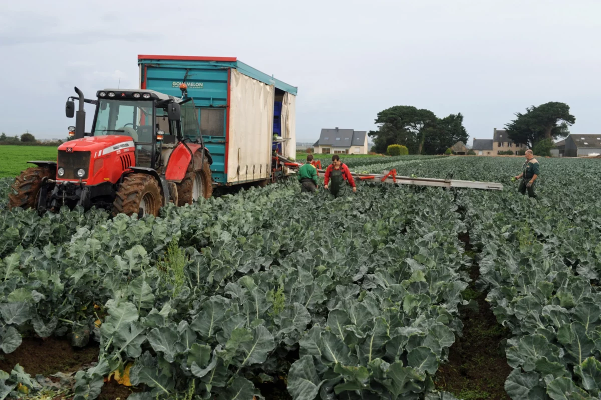 ramassage légumes en champ - Illustration Le Département soutient les agriculteurs !