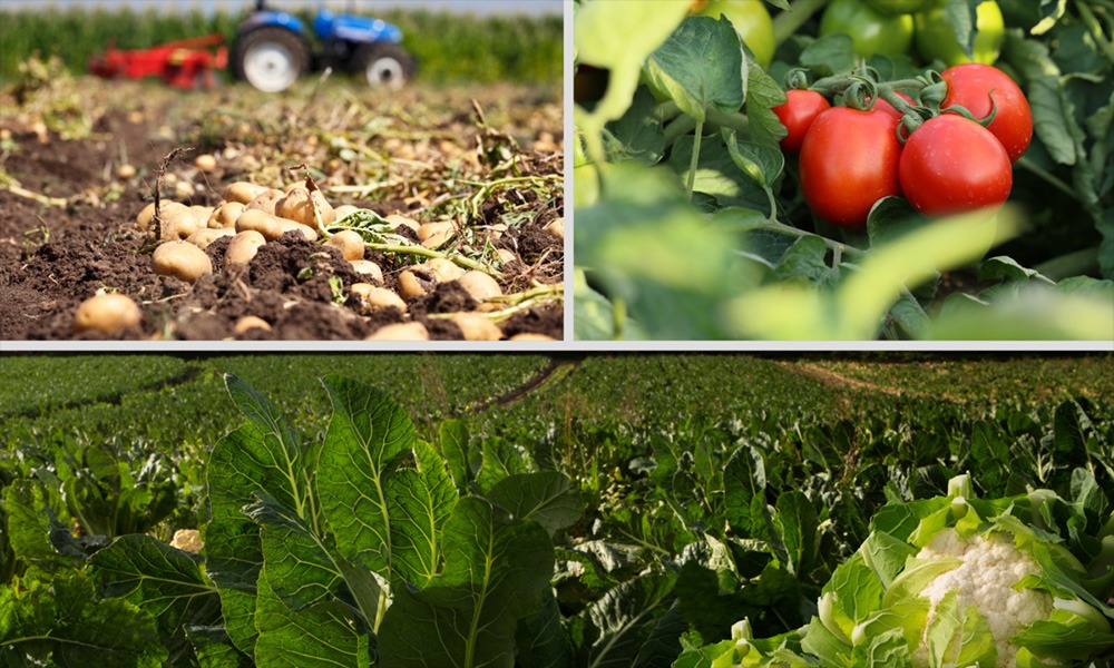 20135.hr recadre - Illustration Les légumes entre aléas climatiques et manque de main-d’œuvre