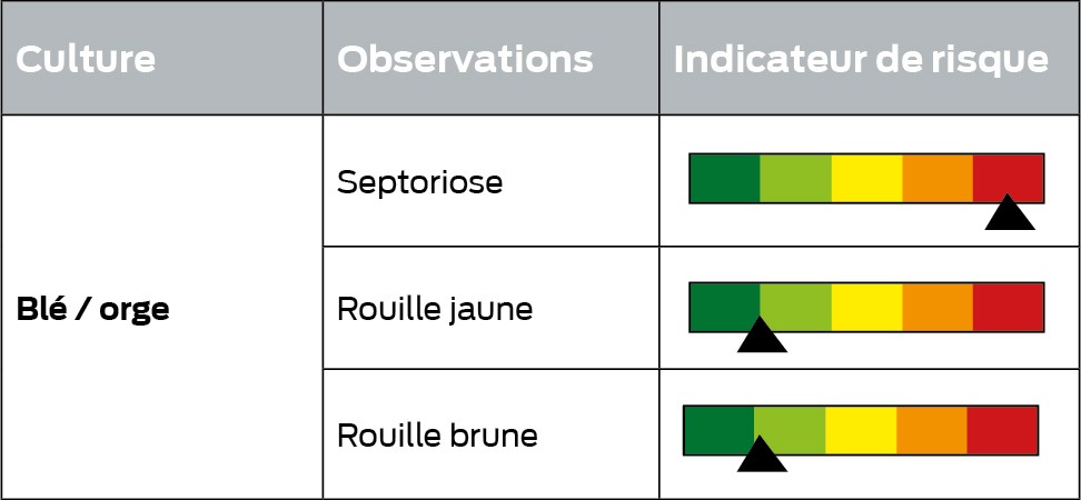 bulletin vegetal tableau