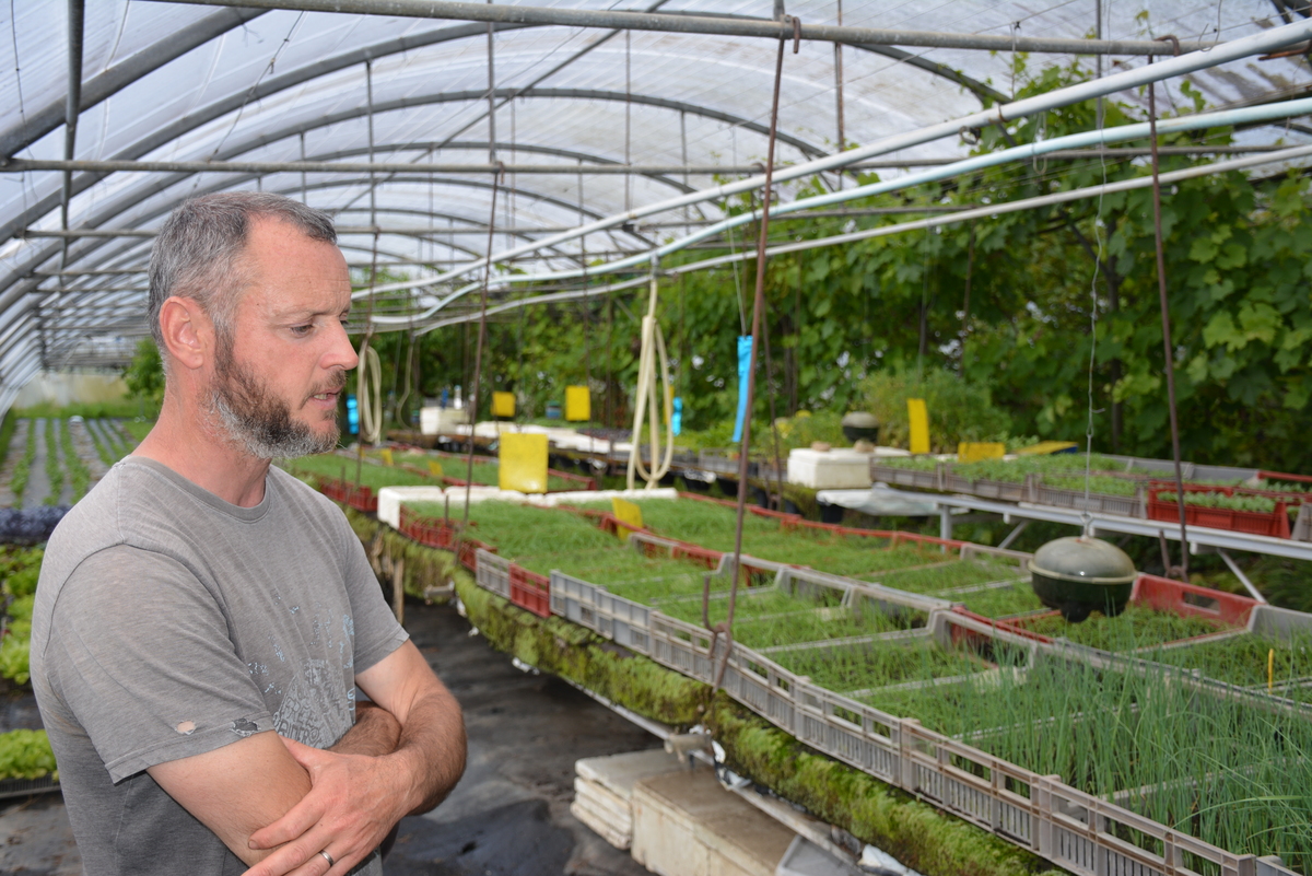 Un maraîcher dans sa serre de légumes