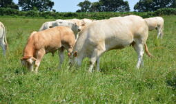 Blonde d'aquitaine dans un champ