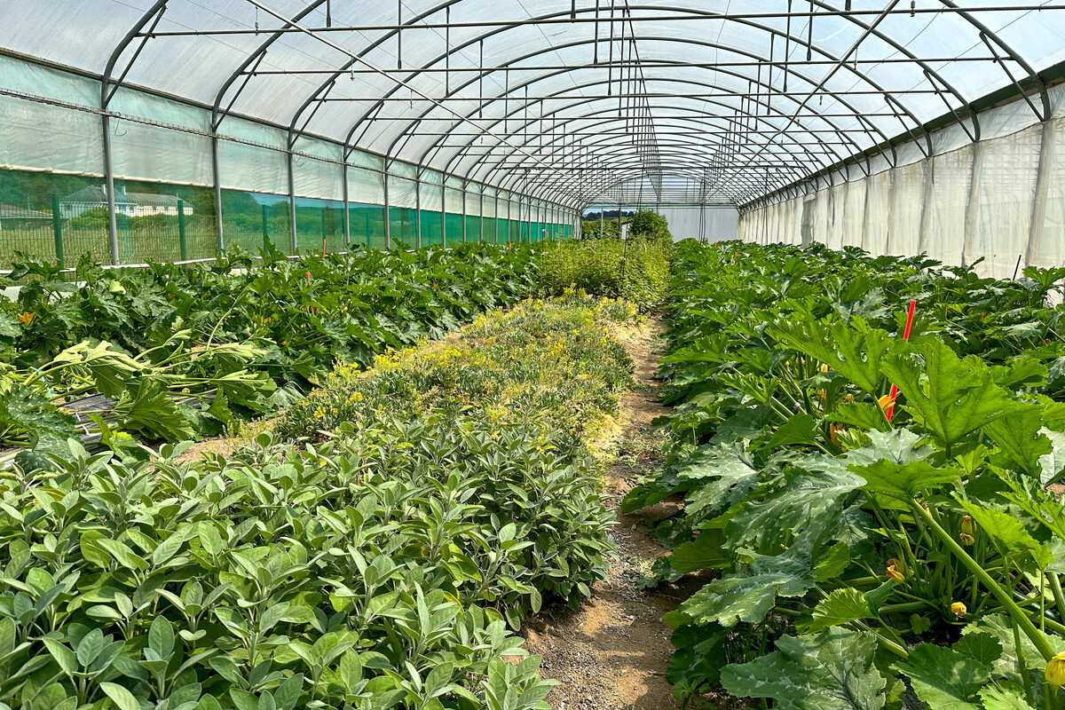 Plantes de service et plants de courgettes dans une serre - Illustration Des bandes fleuries en serre pour attirer les auxiliaires