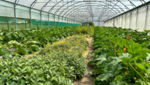 Plantes de service et plants de courgettes dans une serre
