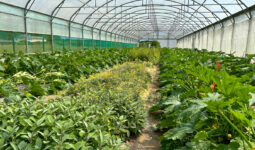 Plantes de service et plants de courgettes dans une serre