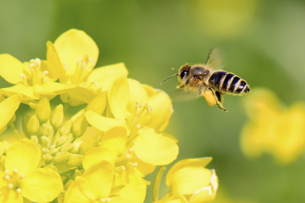 Abeille sur une fleur de colza - Illustration Optimiser la culture du colza Les avantages des fertilisants organiques