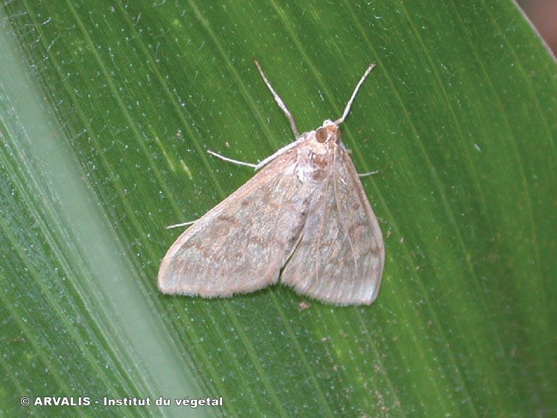 Pyrale sur une plante