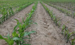 Maïs qui rougissent sous l'effet du froid en 2022 dans une parcelle à Ploermel