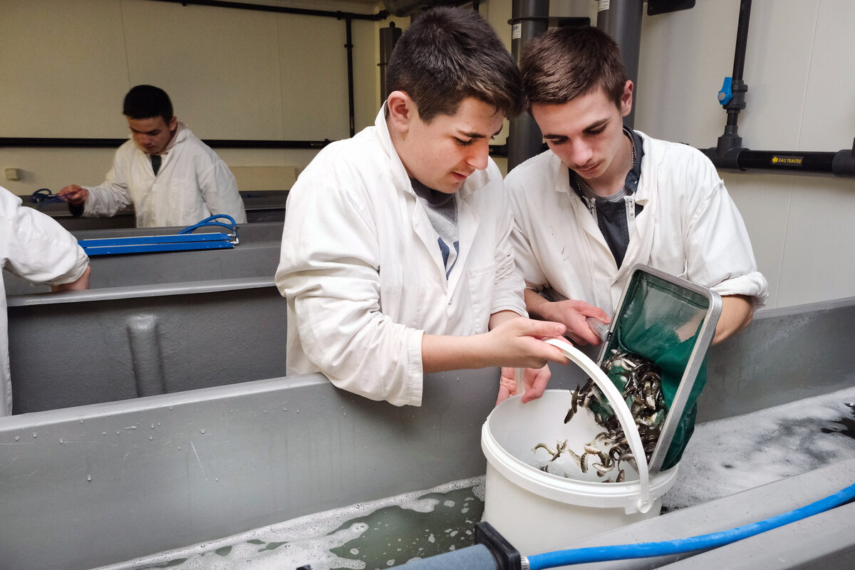 Transfert d’alevins, par 2 lycéens, vers une pisciculture. - Illustration Ils apprennent à élever du poisson dans un verre d’eau