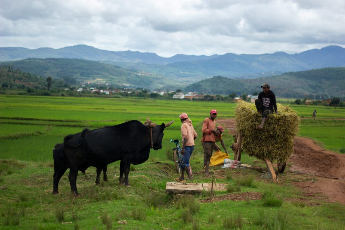 Agriculture à l'étranger - Illustration S’engager pour développer l’agriculture internationale