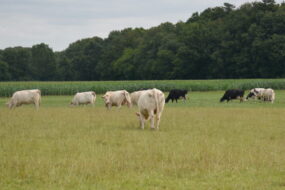 Prim'Holstein et Charolaises au pâturage avec un champ de maïs derrière