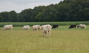Prim'Holstein et Charolaises au pâturage avec un champ de maïs derrière