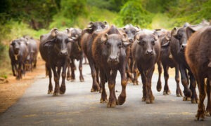 Un troupeau de buffles marche sur une route dans le sud de l'Inde