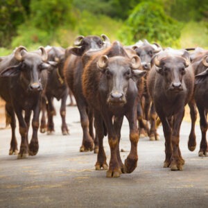 Un troupeau de buffles marche sur une route dans le sud de l'Inde