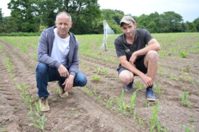 Deux agriculteurs dans un champ de maïs
