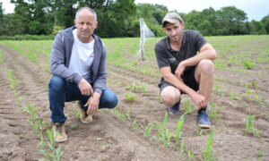 Deux agriculteurs dans un champ de maïs