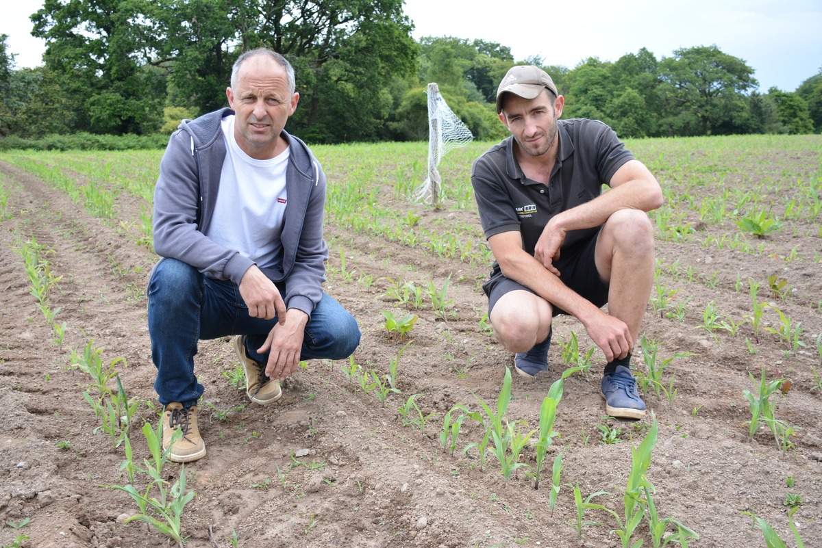 Deux agriculteurs dans un champ de maïs - Illustration De plus en plus de choucas à Questembert