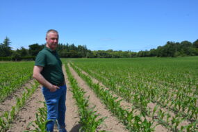 agriculteur dans un champ de maïs