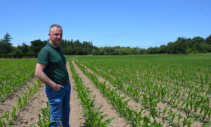 agriculteur dans un champ de maïs