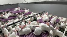 élevage de lapins dans un système ouvert Cuniloft