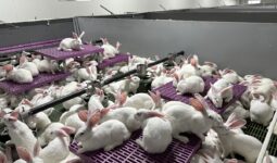 élevage de lapins dans un système ouvert Cuniloft