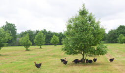 poulets fermiers noirs en plein air