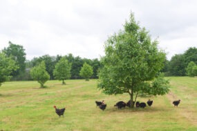 poulets fermiers noirs en plein air