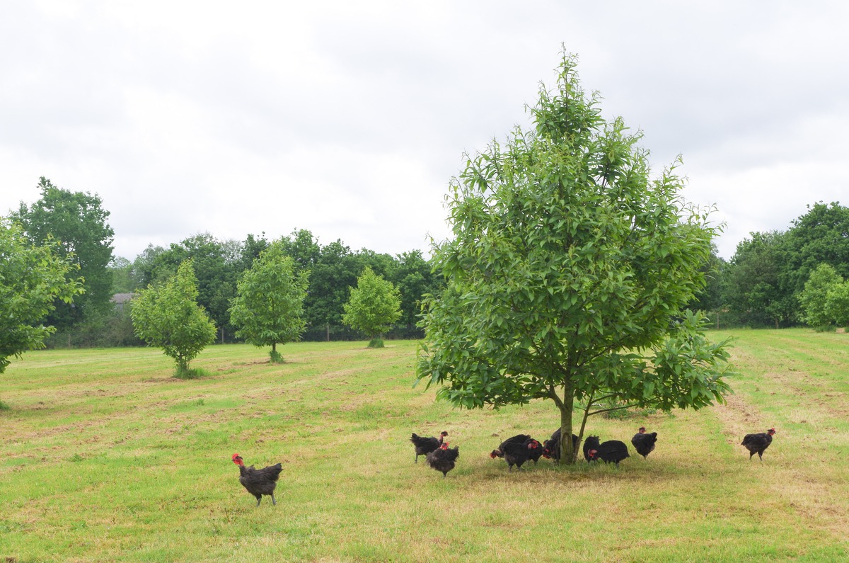 poulets fermiers noirs en plein air - Illustration Des productions label dans le rouge