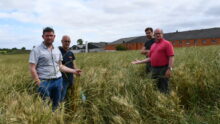 L'éleveur et les responsables syndicaux montrent le ray-grass dans la parcelle de blé devant les bâtiments porcins