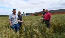 L'éleveur et les responsables syndicaux montrent le ray-grass dans la parcelle de blé devant les bâtiments porcins