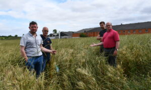 L'éleveur et les responsables syndicaux montrent le ray-grass dans la parcelle de blé devant les bâtiments porcins