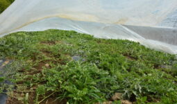 Plants de pastèque sous un voile