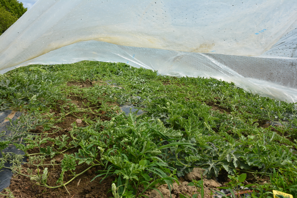 Plants de pastèque sous un voile - Illustration Produire ici ce qui vient de loin