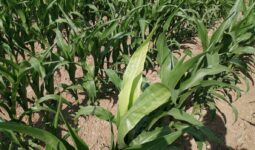 Feuille blanche sur un plant de maïs