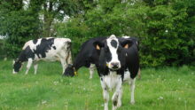 Vaches laitières dans un champ d'herbe