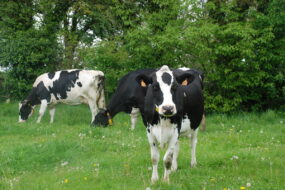 Vaches laitières dans un champ d'herbe