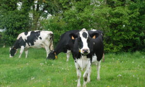 Vaches laitières dans un champ d'herbe