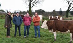 Quatre personnes dans un champ avec des vaches MOntbéliardes.