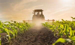 tractor harrowing corn field