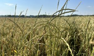 ray-grass dans champ de blé