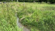 Cours d'eau dans une prairie